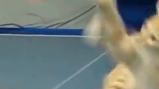 Funny Cat Very Good Playing Tennis