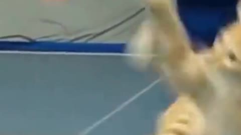 Funny Cat Very Good Playing Tennis