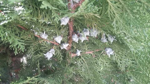 How cypress blooms