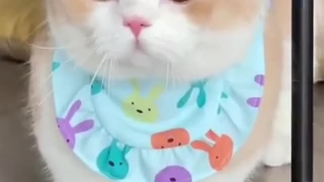 Cute kitten cat