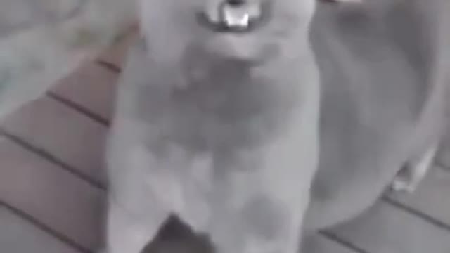 I massage the cat at this moment he starts talking to me