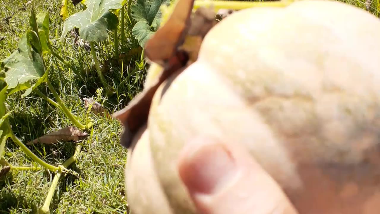 Picking up a pumpkin