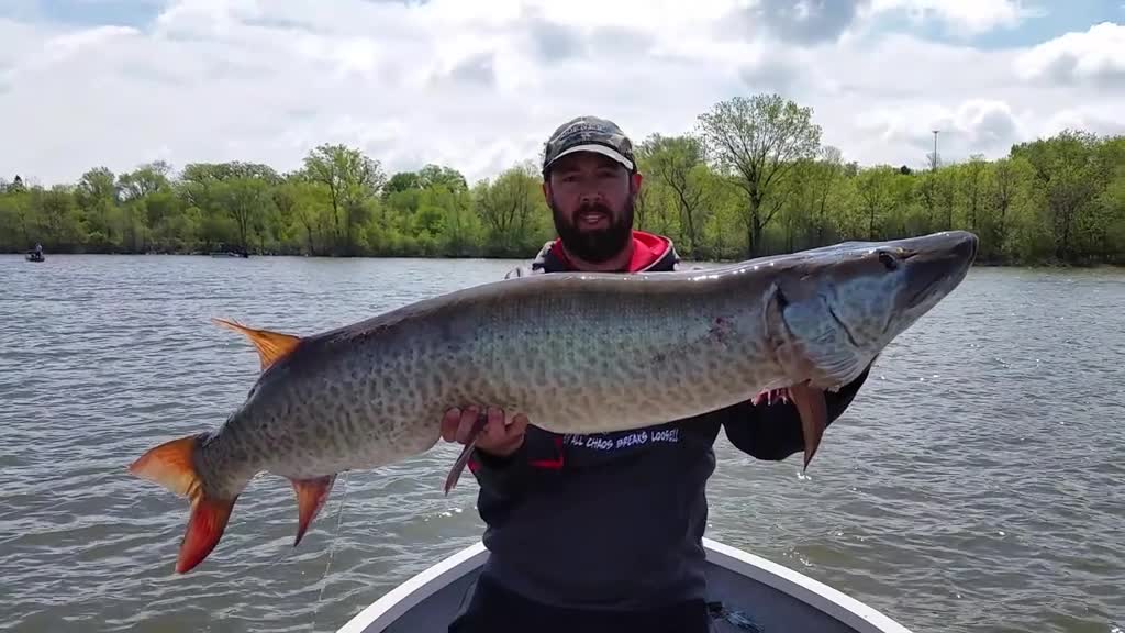 Giant River Musky