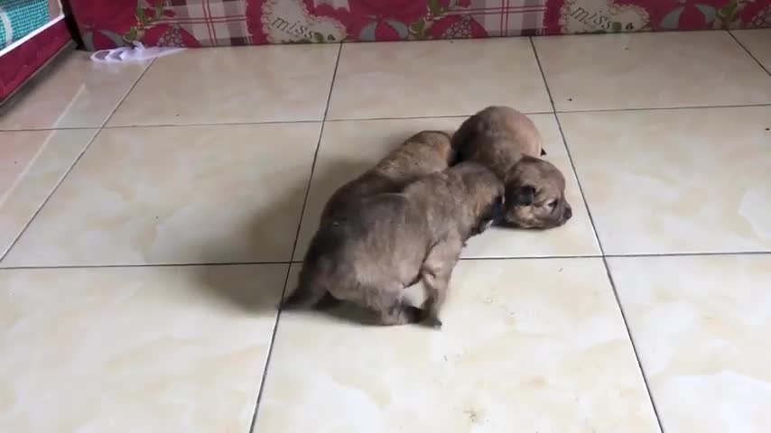 He really loves and is always next to the abandoned dogs that we bring in