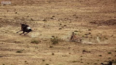 Cheetah chases wildebeest _ The Hunt - BBC One