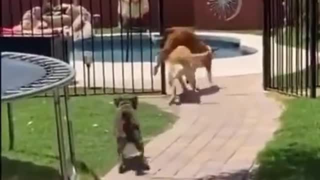 Funny moment for dogs