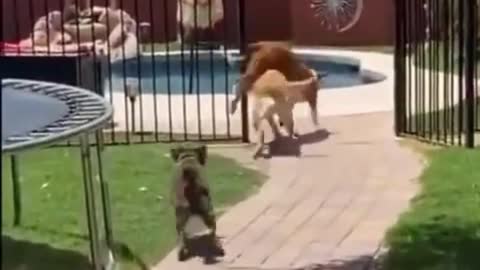 Funny moment for dogs