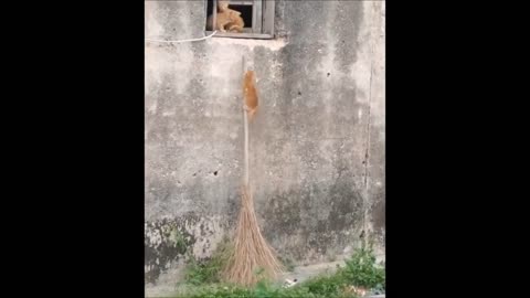 Funniest Animals 2023 😂 Funny Dogs and Cats Videos