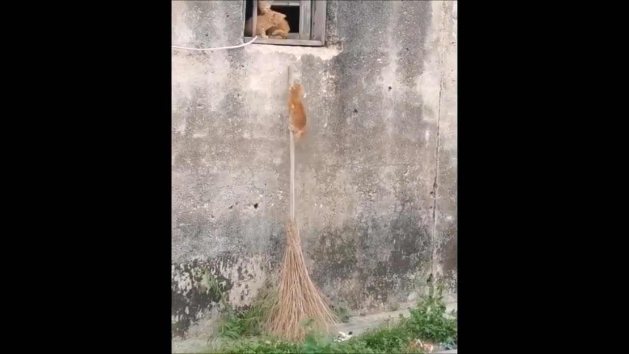 Funniest Animals 2023 😂 Funny Dogs and Cats Videos