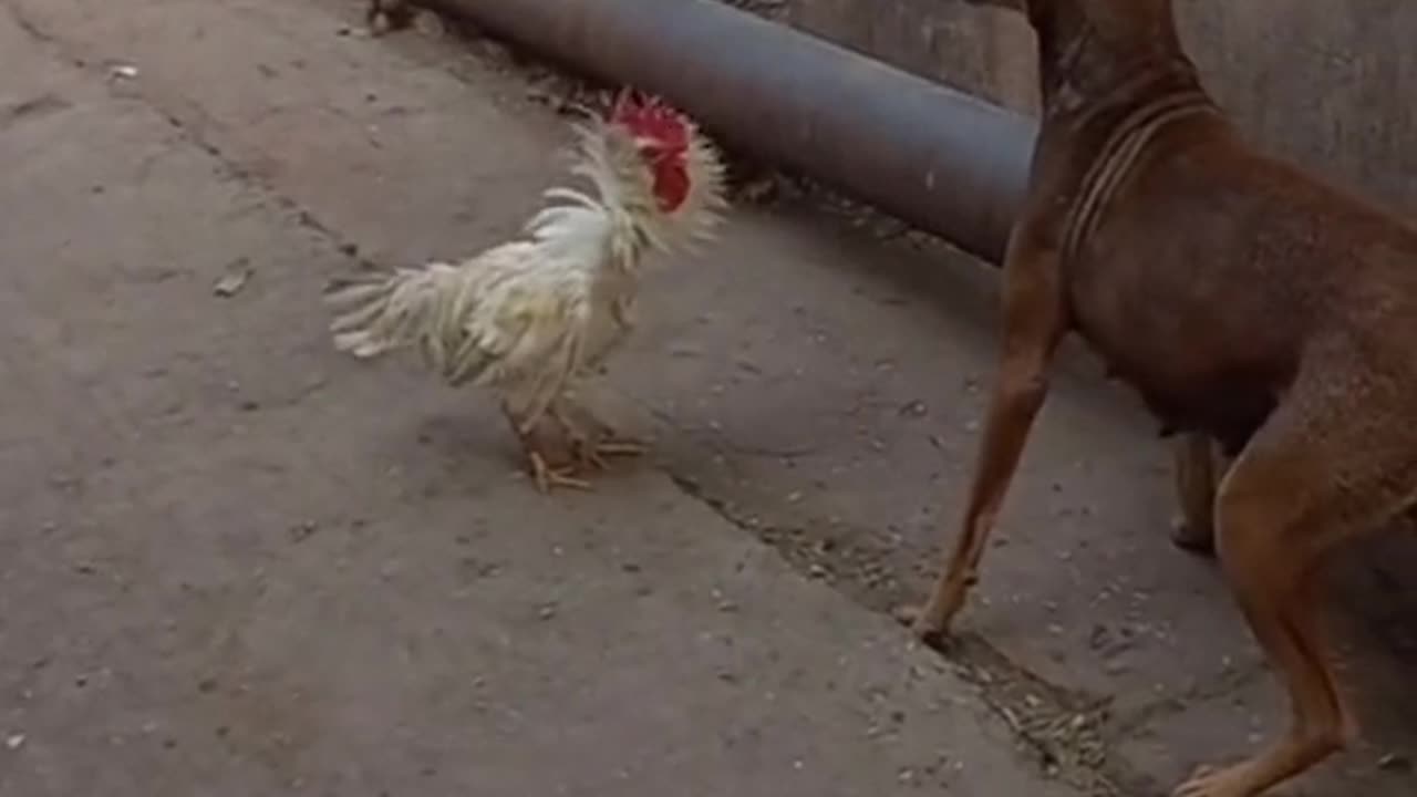 Dog fight with Cock.