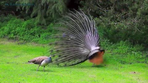 Amazing Peacock Display