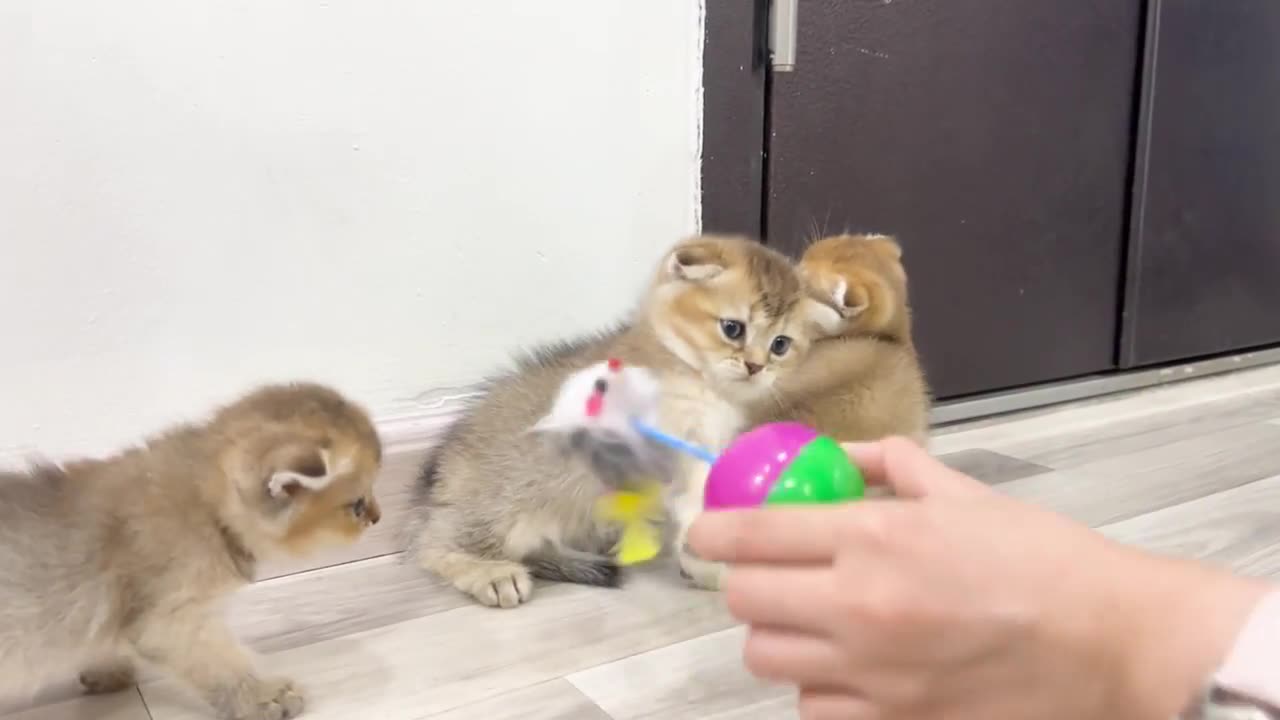 Playing with cute cats