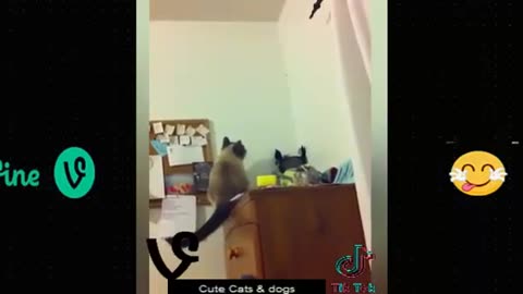 Funny animal
