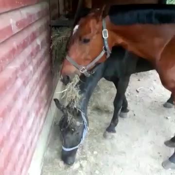 Bottom of the food chain