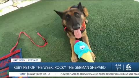 Pet of the week Rocky is looking for a new home!