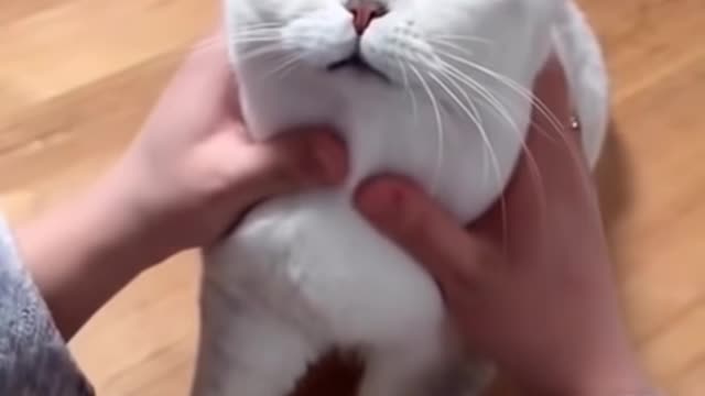 Most Satisfying Funny Cat Video 😂😂😂