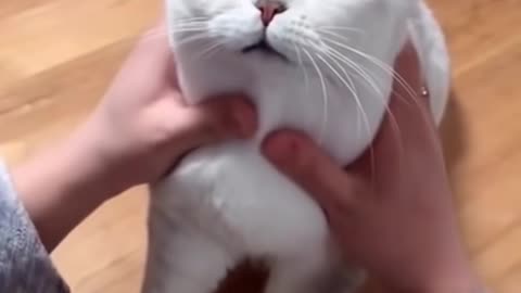 Most Satisfying Funny Cat Video 😂😂😂