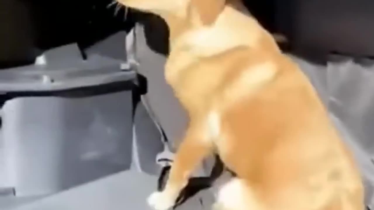 Cute and Funny Animal Video Viral Puppy Cat clips Hok #shorts video #funny animals #catson😂😂😂