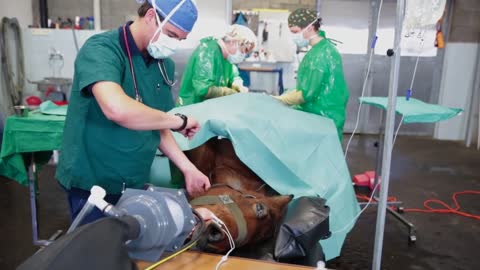 Tierarzt -- Tierklinik Leimental Schweiz