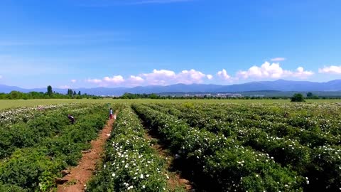 Bulgarian Rose Valley in Kazanlak , Lema , 2018