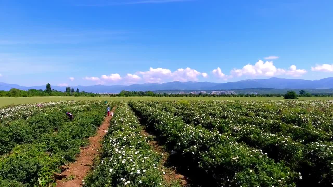 Bulgarian Rose Valley in Kazanlak , Lema , 2018