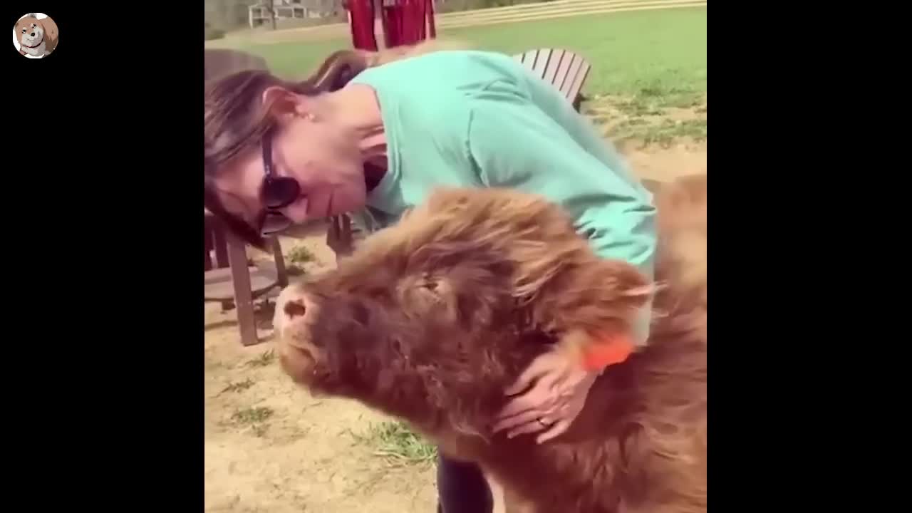 TRY NOT TO LAUGH π€£ - Best Funny Animal Videos 2022 πΆπ»