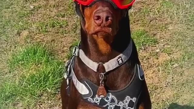 Doberman Pinscher an