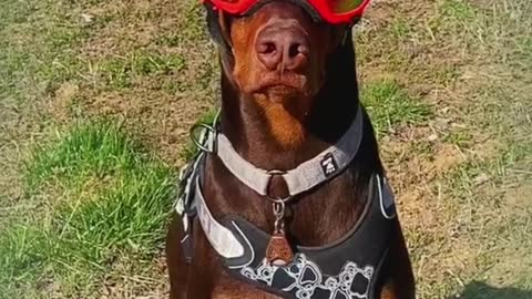 Doberman Pinscher an