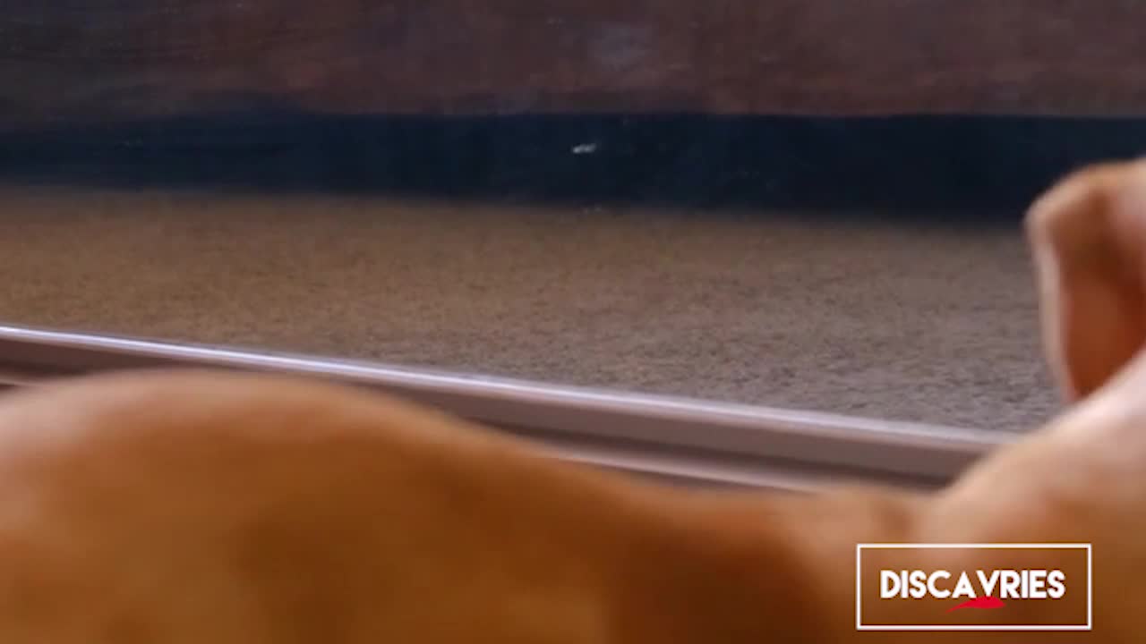 Hilarious puppy reactions infront of a mirror.