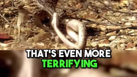 The roadrunner bird catches the snake, kills it and eats it !
