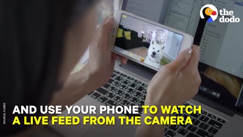 Now You Can Give Your Dog Treats While You're At Work