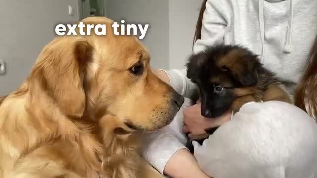 Golden Retriever Meets New Puppy _ Emotional Dog Reaction