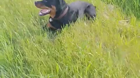 Rottweiler Coming in Hot Biffs on Embankment