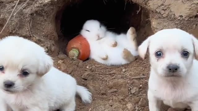 The dog and the rabbit