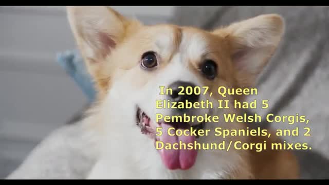 Queen Elizabeth II's favorite dog breed
