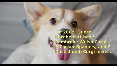 Queen Elizabeth II's favorite dog breed