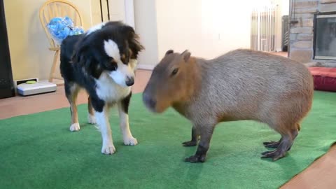 Dog and Capybara