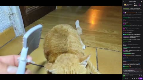 2023-05-15 (2bis.2) - Petit bonus brossage de Le Roux - Twitch Decheterie (version avec chat)