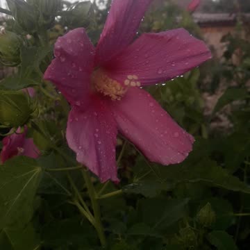 Hibiscus after watering