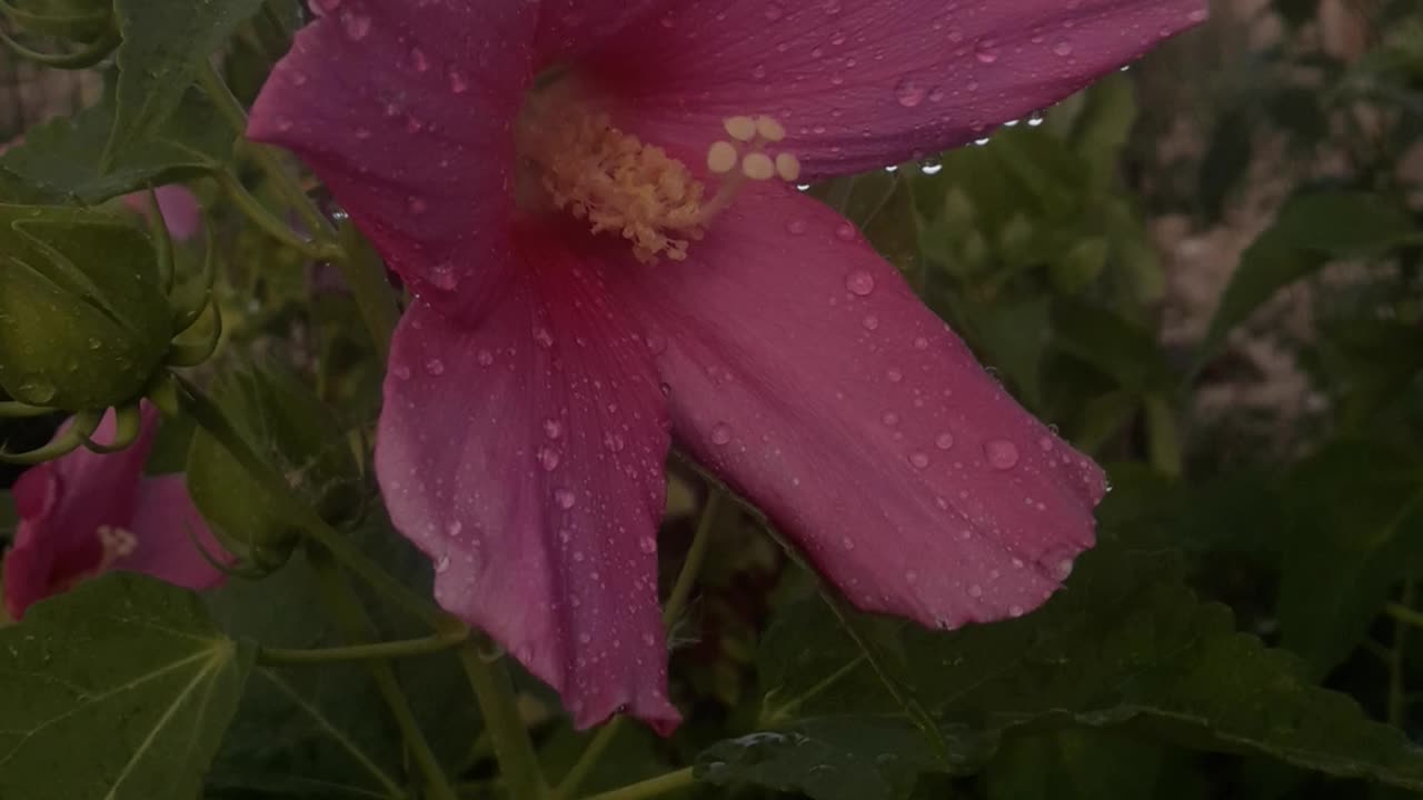 Hibiscus after watering