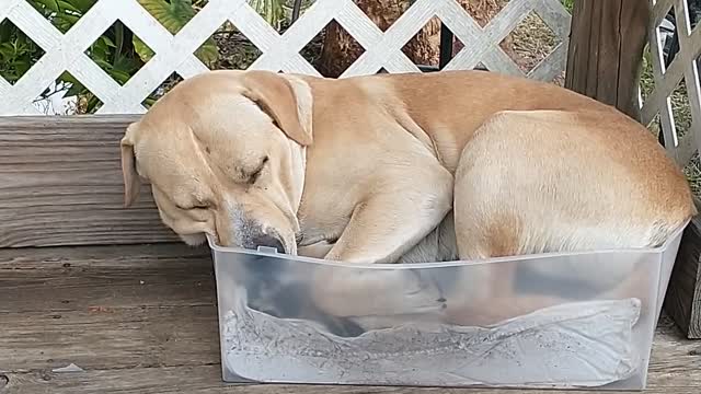 Pluto in a cat bed.