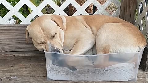 Pluto in a cat bed.