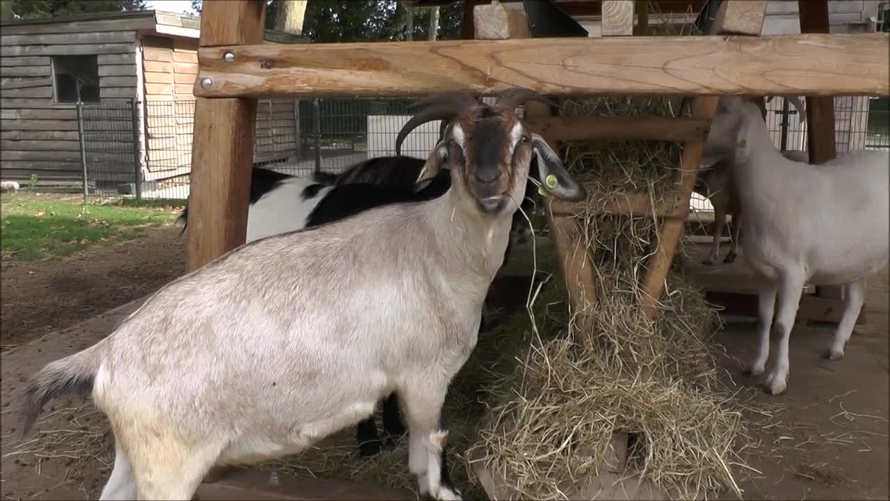 Goat Animal Mammal Ruminant Even-Toed Feeding