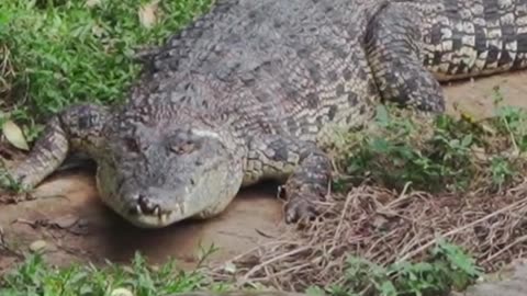 🐊Discover Fascinating Nature Facts👀#shorts #shortsfact #naturefacts #crocodile #crocodilefacts