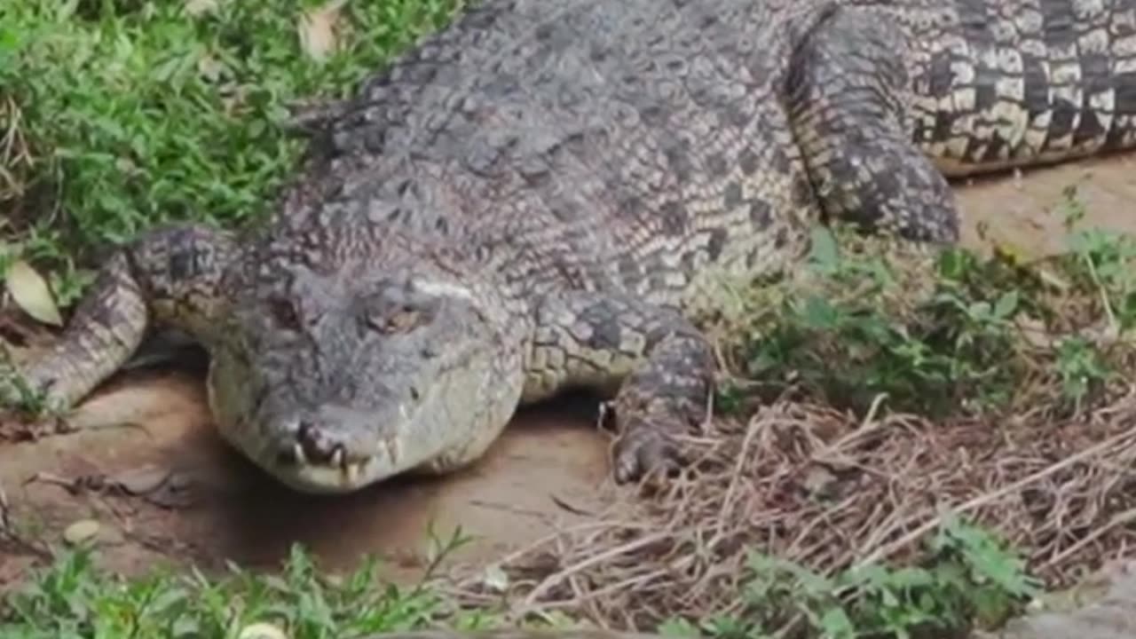 🐊Discover Fascinating Nature Facts👀#shorts #shortsfact #naturefacts #crocodile #crocodilefacts