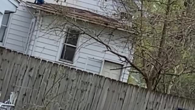 Child and Dog Play on Roof