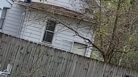 Child and Dog Play on Roof