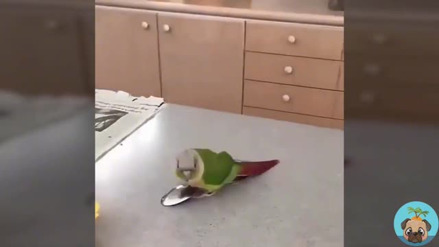 The parrot who saw the spoon for the first time