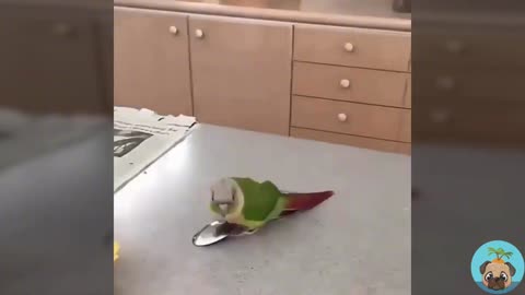 The parrot who saw the spoon for the first time