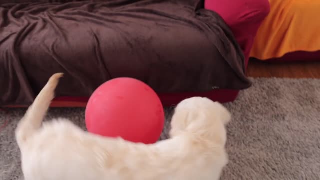 Cute Puppy Surprised by Colors Balloons Funny Puppy Bailey